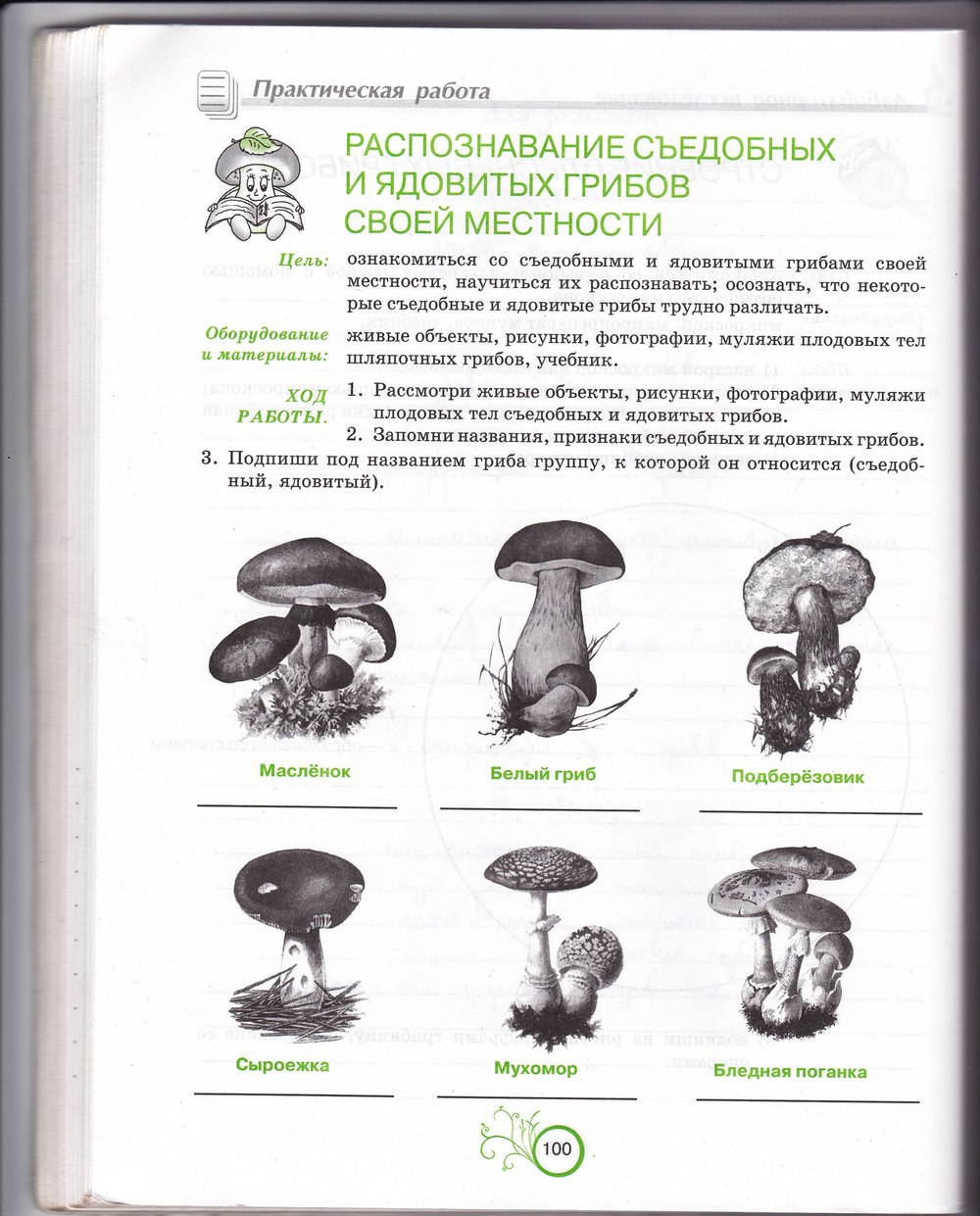 Распознавание грибов съедобные грибы