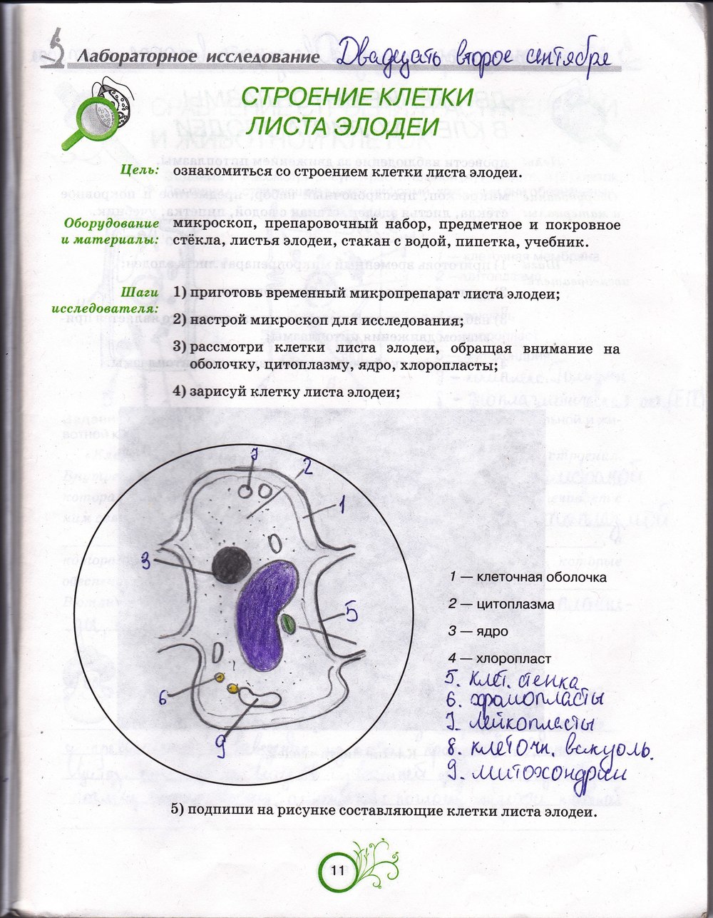 Робочий зошит з біології 6 клас відповіді. Рабочая тетрадь по биологии 6 класс О.А. Андерсон Страница 11