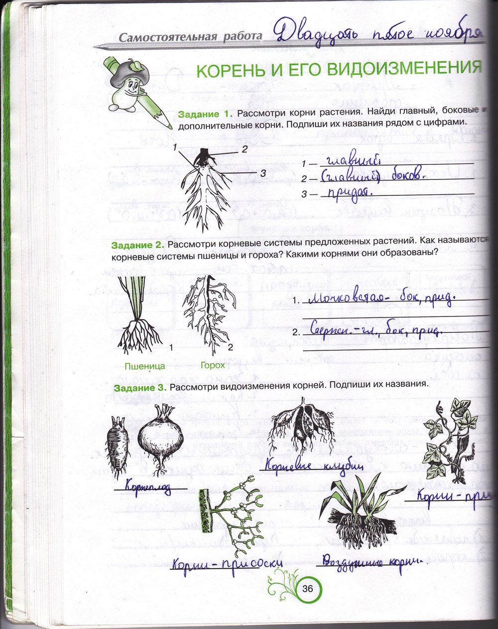 Робочий зошит з біології 6 клас відповіді. Рабочая тетрадь по биологии 6 класс О.А. Андерсон Страница 36