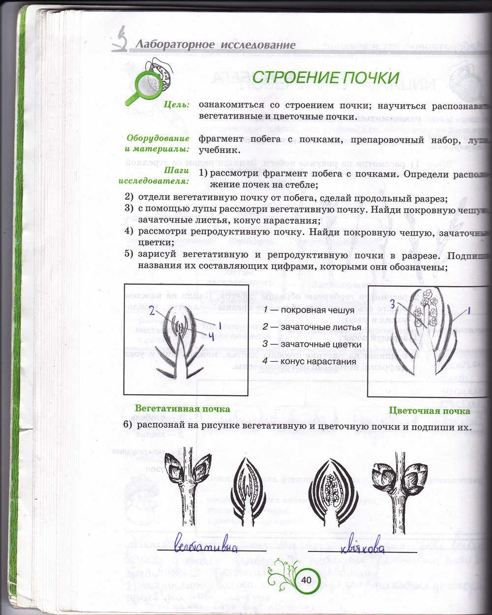 Лабораторная работа изучение строения вегетативных почек