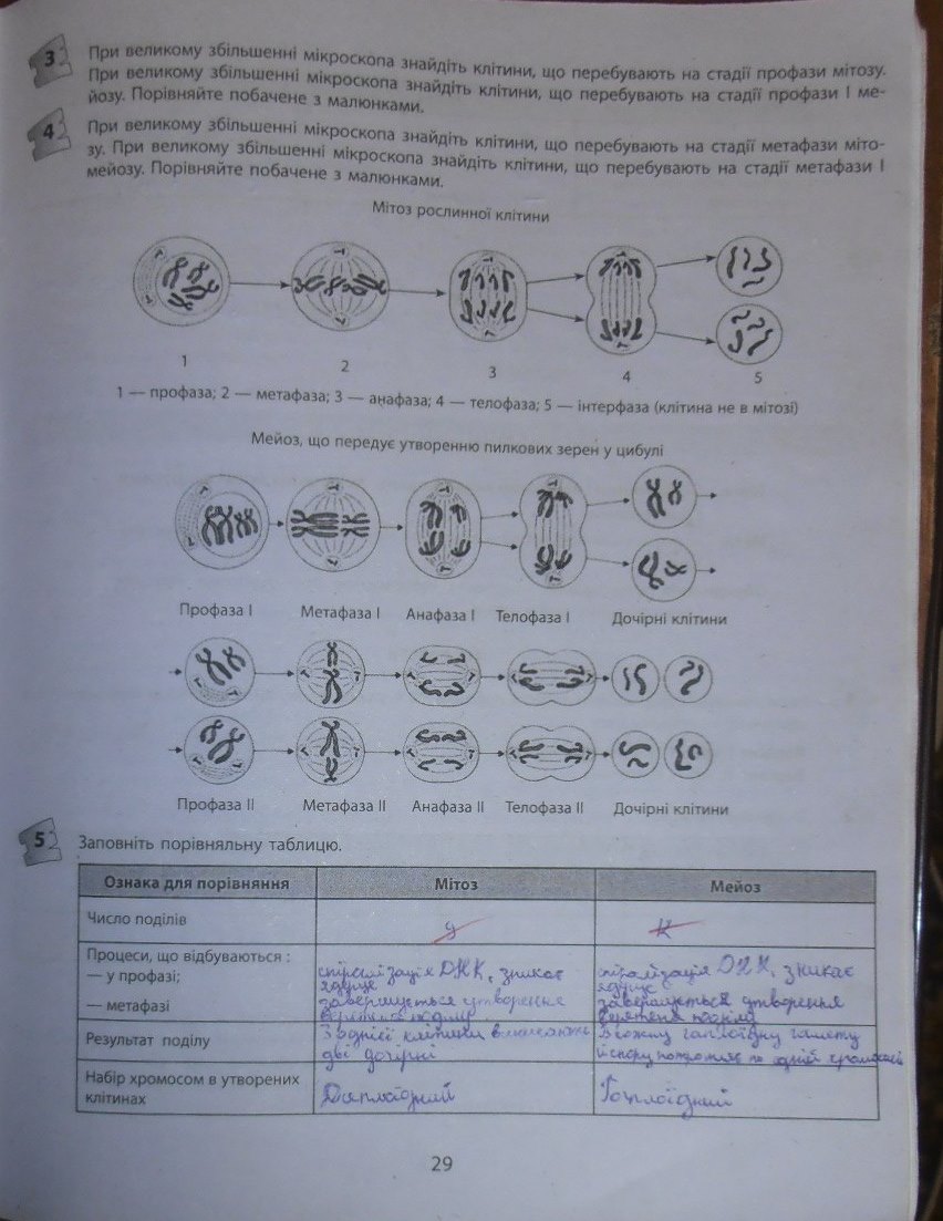 Робочий зошит з біології 10 клас відповіді Т.С. Котик, О.В. Тагліна Страница str29