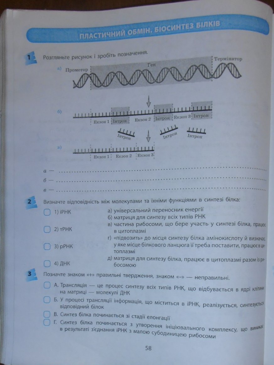 Робочий зошит з біології 10 клас відповіді Т.С. Котик, О.В. Тагліна Страница 58