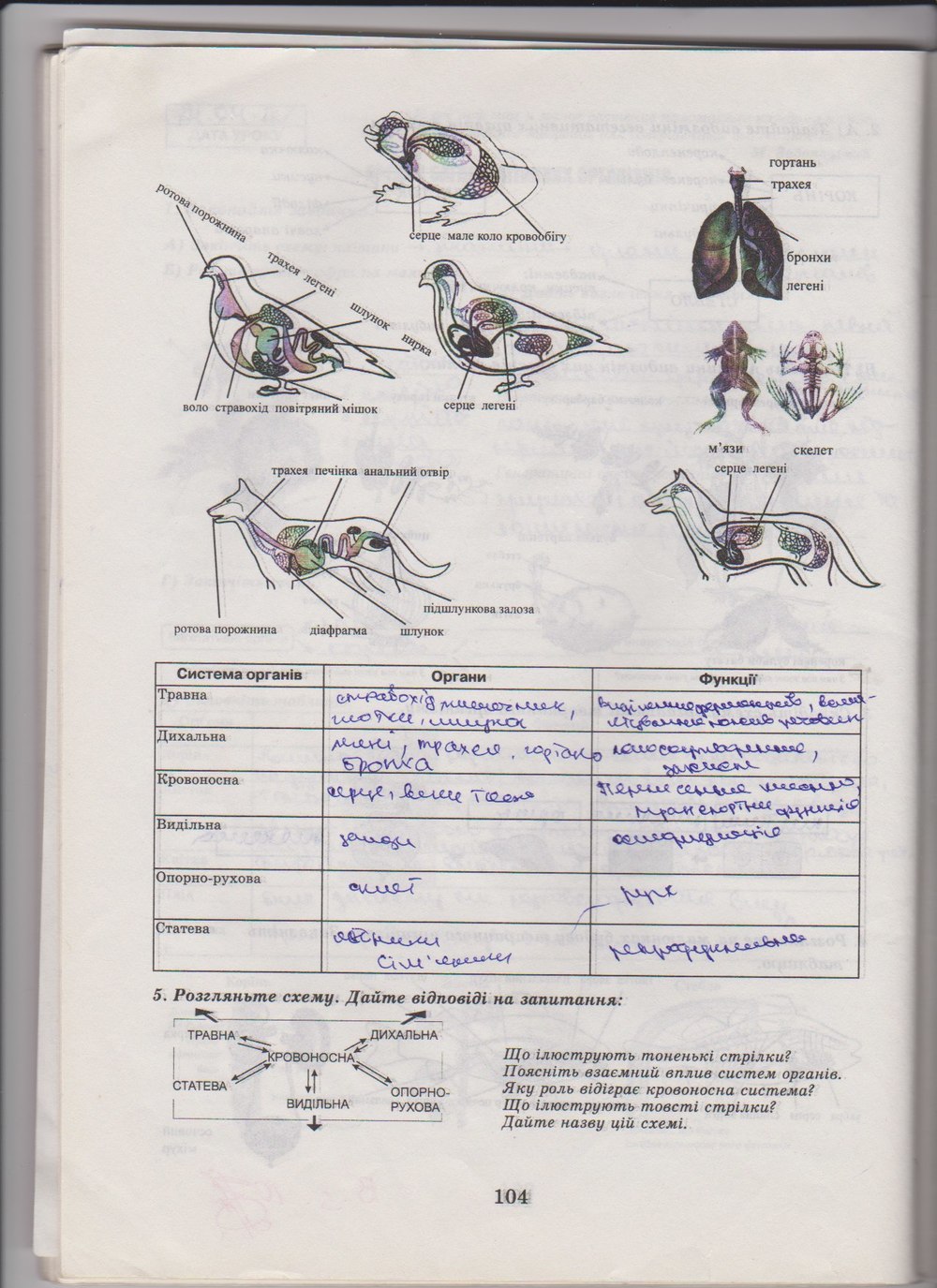 Робочий зошит з біології 10 клас Е. Яковлева, Н. Гусева Страница 104