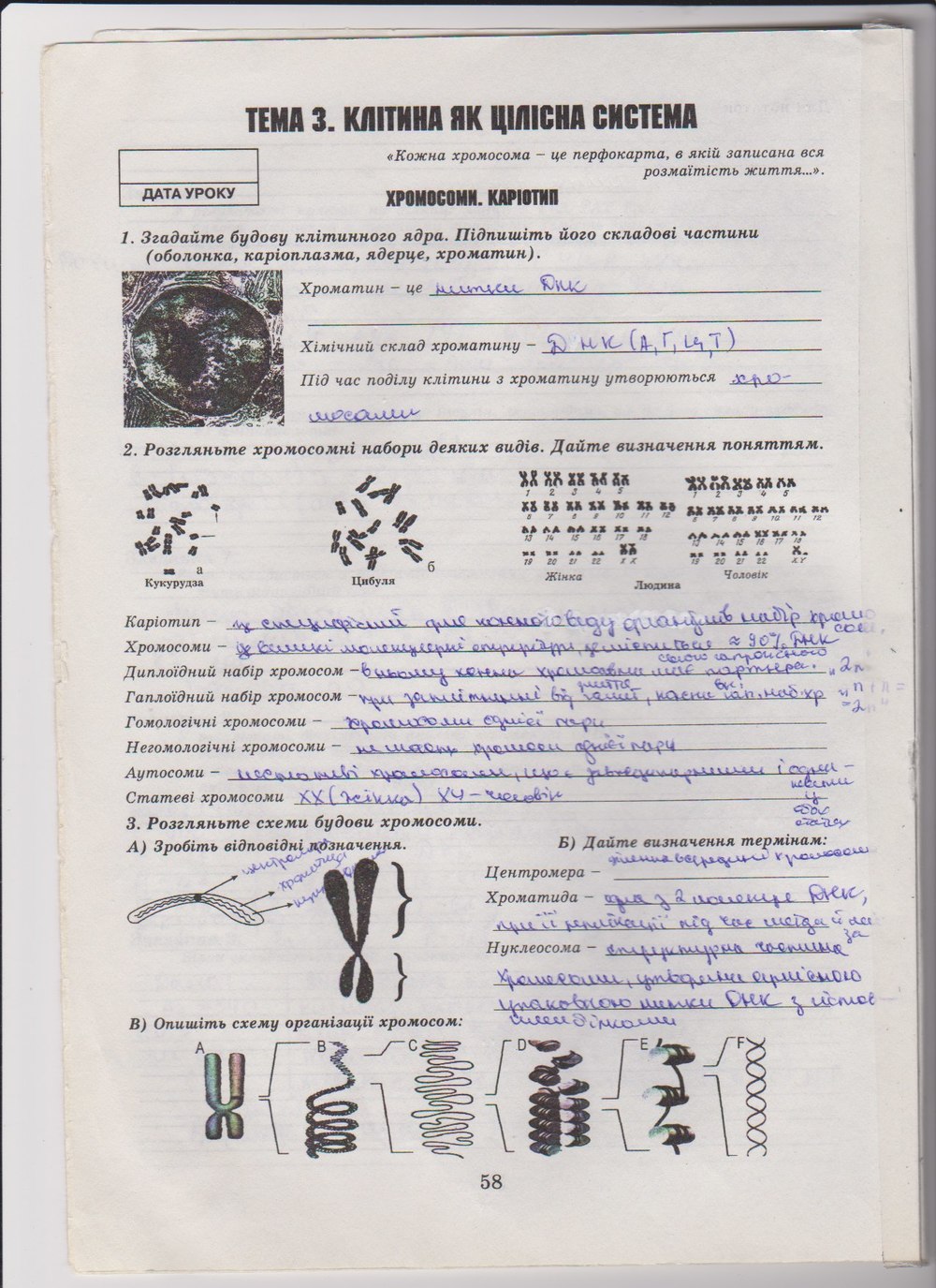 Робочий зошит з біології 10 клас Е. Яковлева, Н. Гусева Страница 58